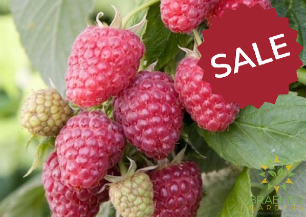 Buy Thornless Raspberry Joan J an Edible Shrub in Grande Prairie Alberta - Braeheid Gardens Ltd.