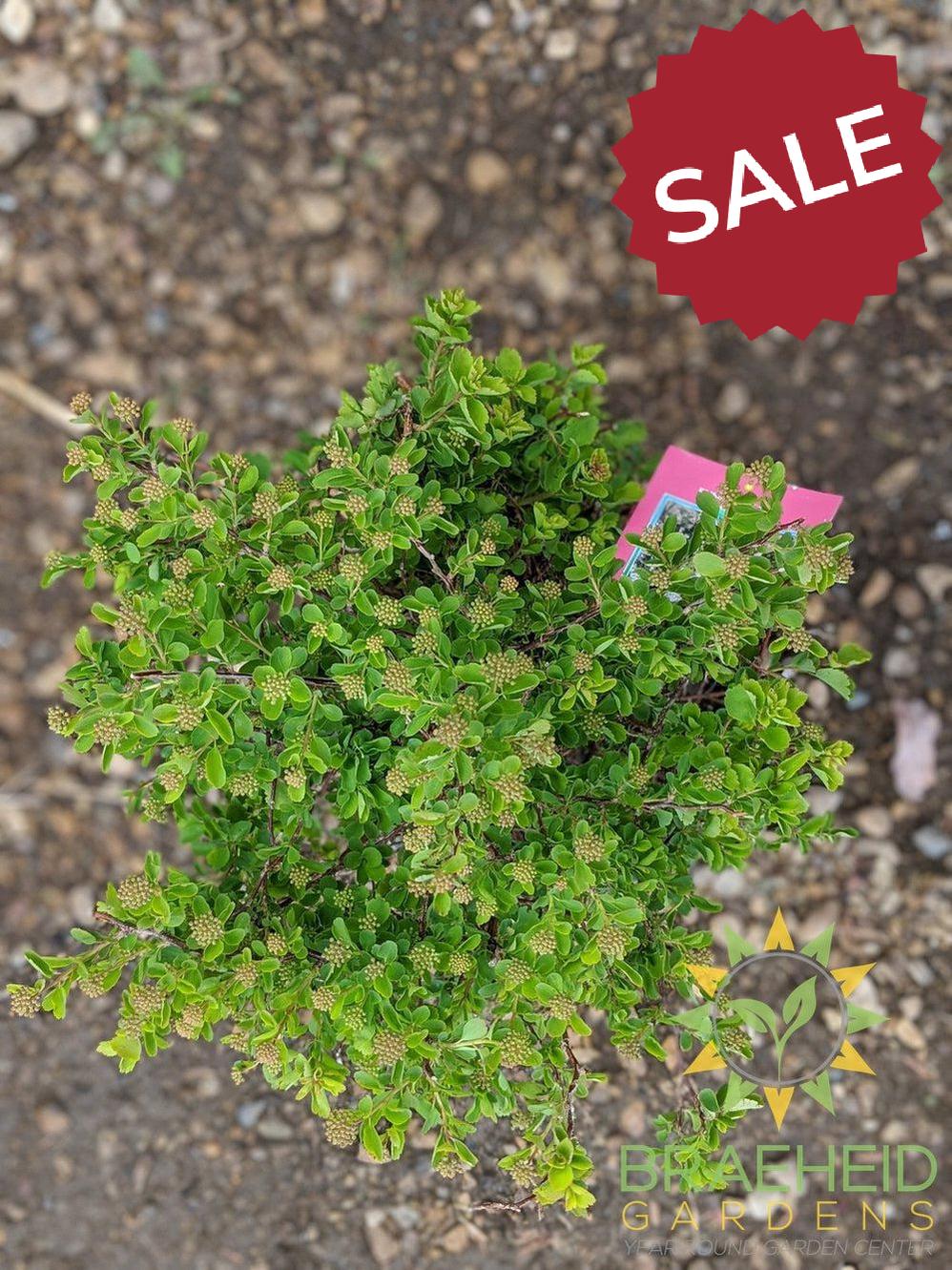 Three-Lobed Spirea