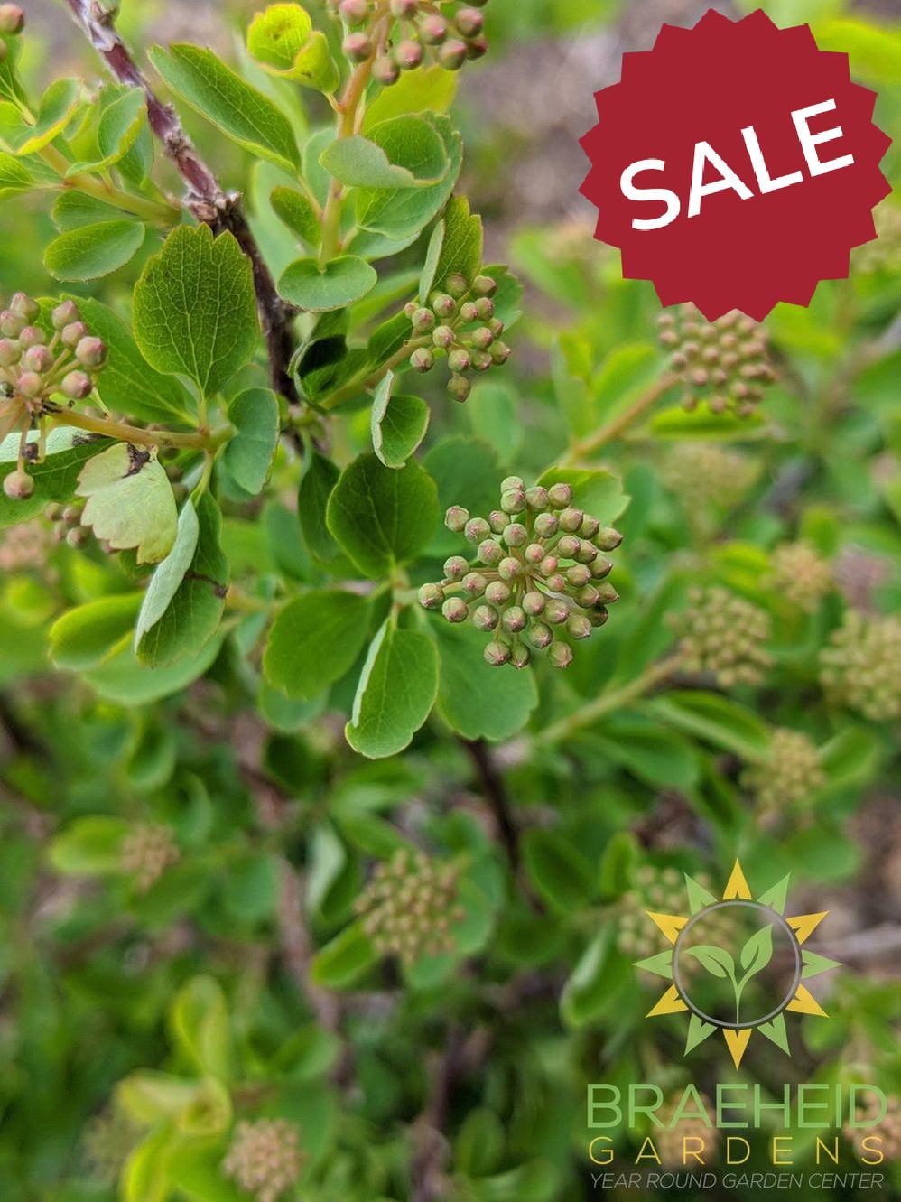 Three-Lobed Spirea