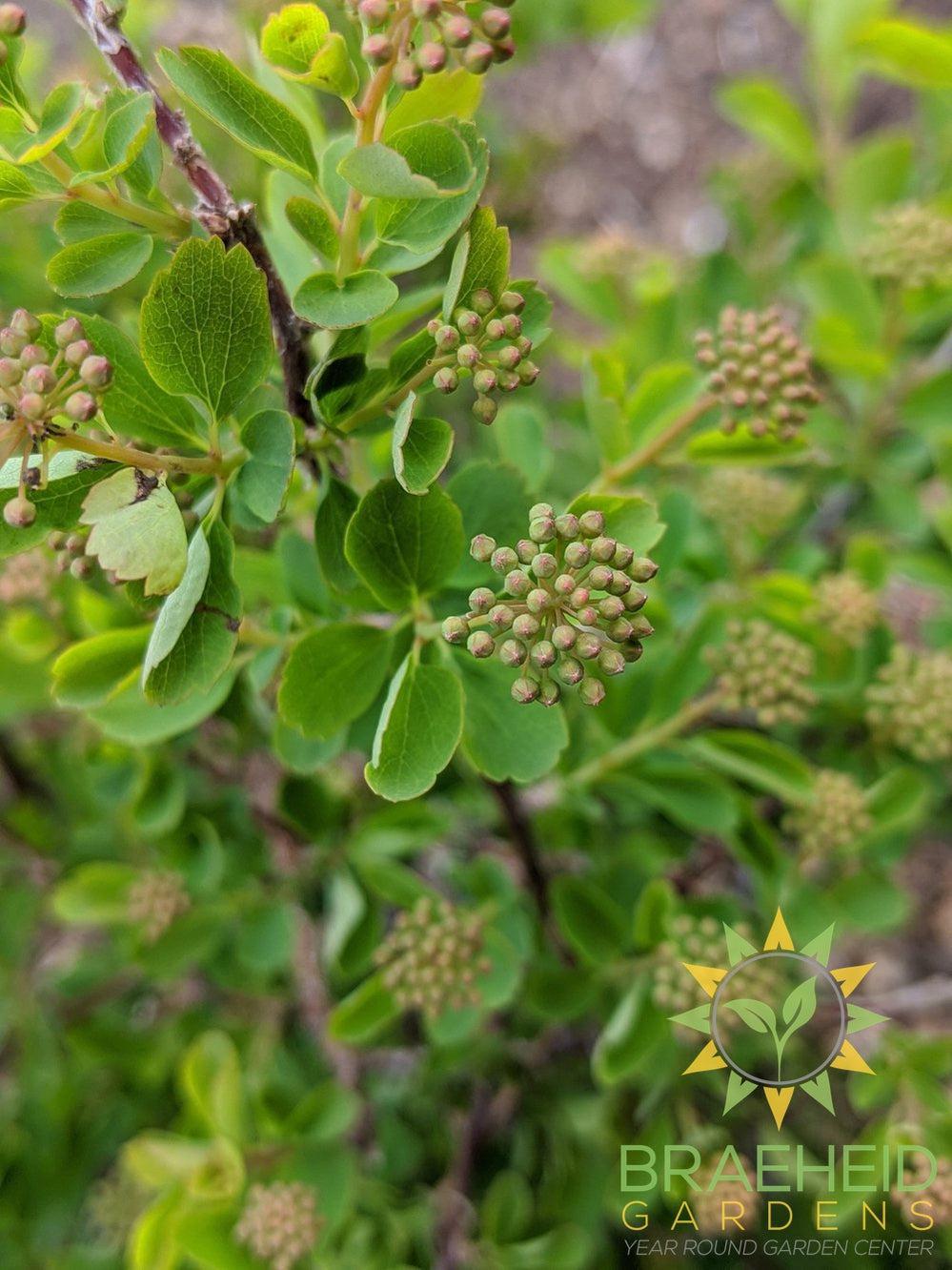 Three-Lobed Spirea