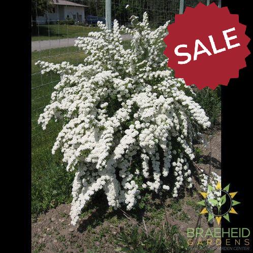 Three-Lobed Spirea