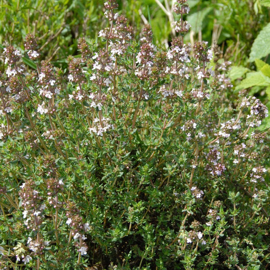 Thyme