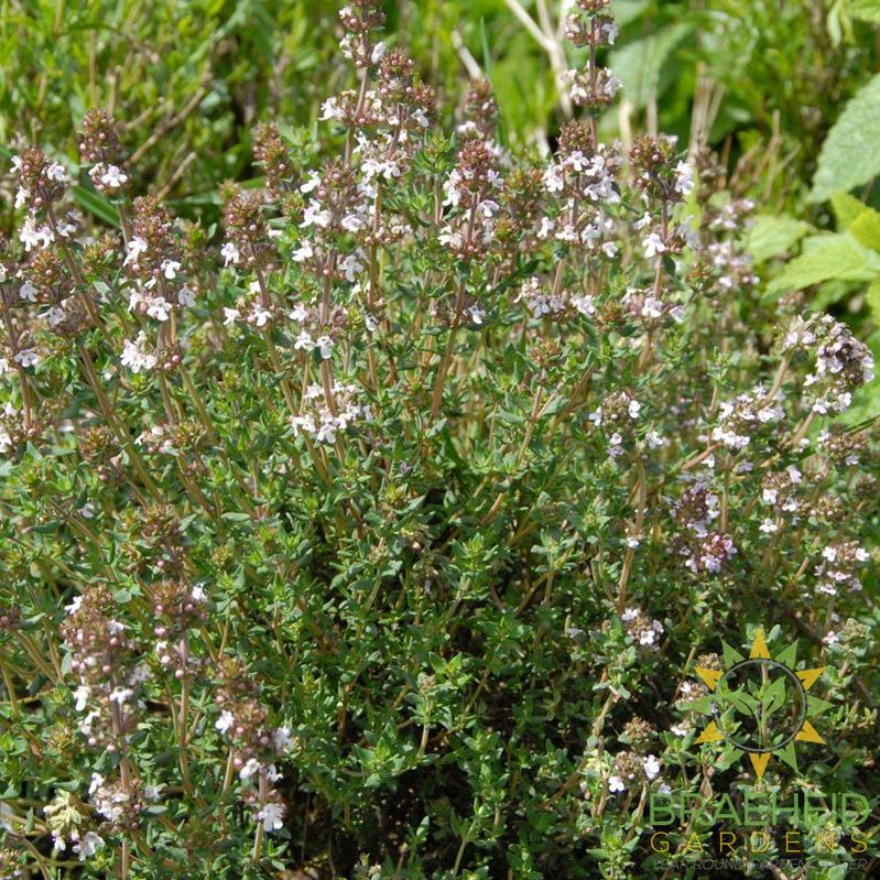 Thyme