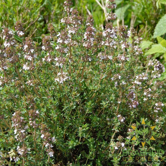 Thyme
