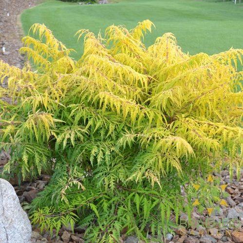 Tiger Eyes® Staghorn Sumac