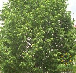 Basswood American Linden