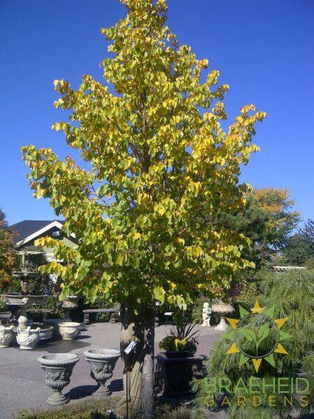 Little Leaf Linden- Tree for sale, Grown in Grande Prairie -Braeheid Gardens Ltd. on Emerson Trail