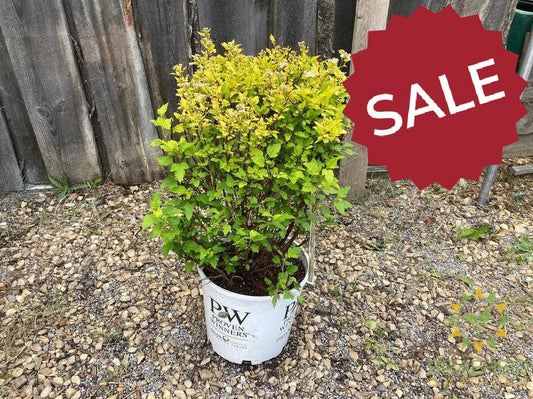 Tiny Wine® Gold Ninebark