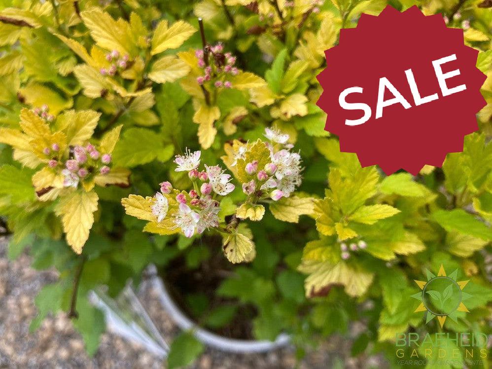 Tiny Wine® Gold Ninebark