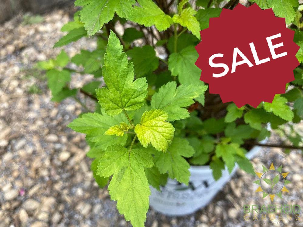 Tiny Wine® Gold Ninebark