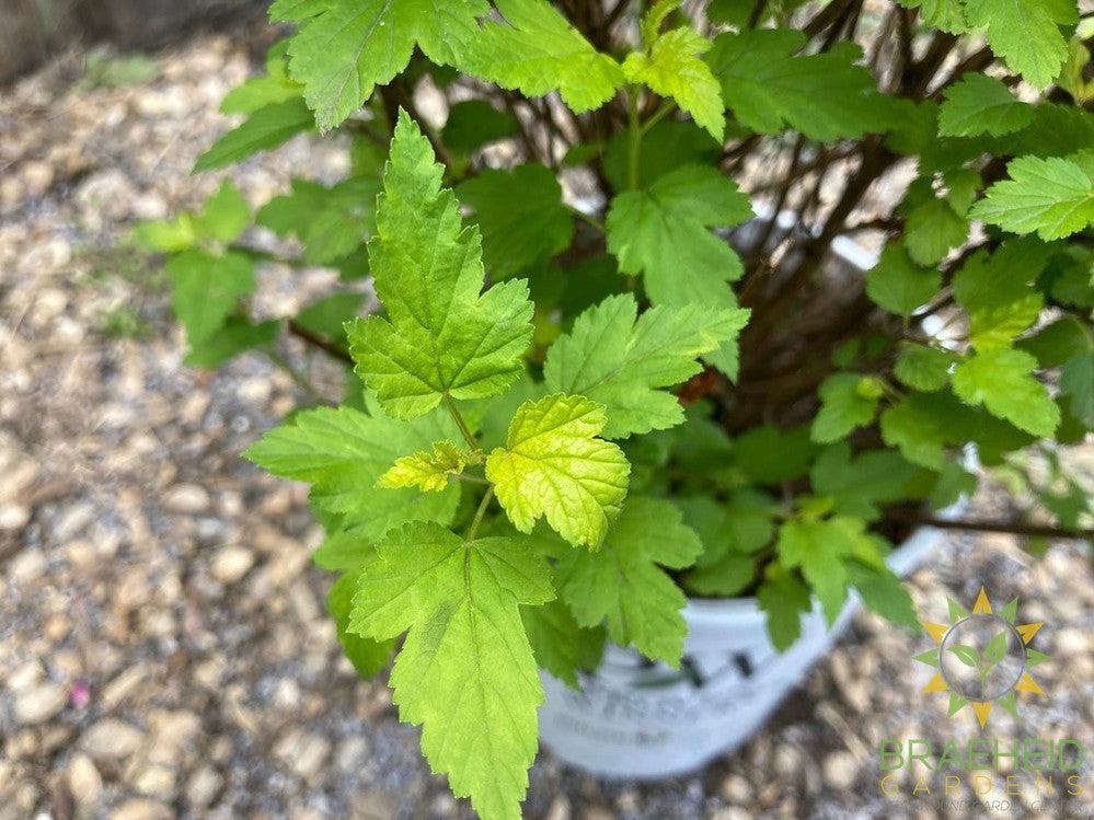 Tiny Wine® Gold Ninebark