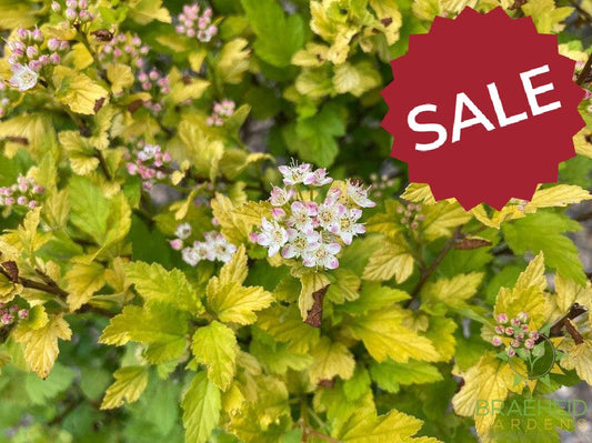 Tiny Wine® Gold Ninebark