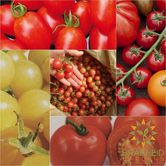 The Totally Tomatoes Collection