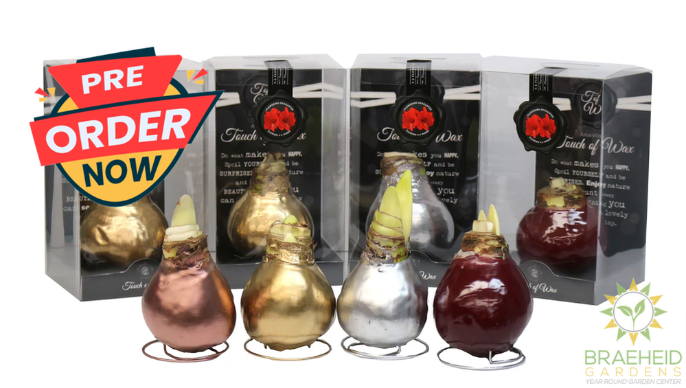 Amaryllis Bulb Gift Box - NO SHIP -
