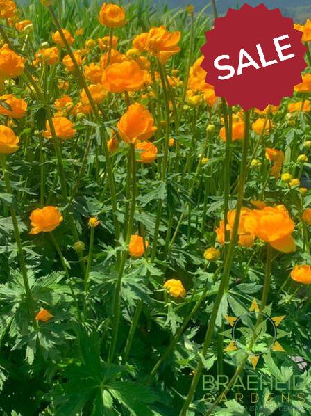 Orange Princess Globeflower