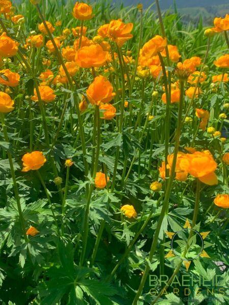 Orange Princess Globeflower
