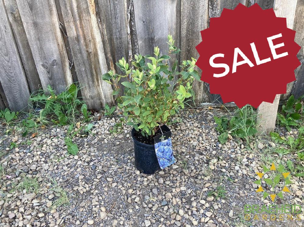 Buy Tundra Haskap Berry an Edible Shrub in Grande Prairie Alberta - Braeheid Gardens Ltd.