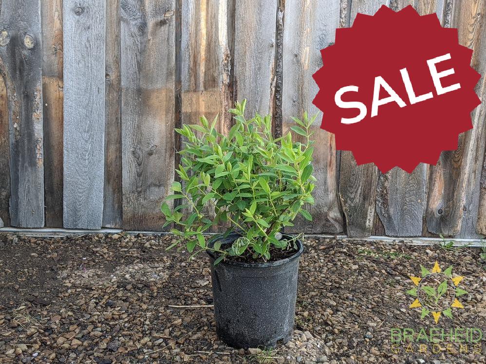 Buy Tundra Haskap Berry an Edible Shrub in Grande Prairie Alberta - Braeheid Gardens Ltd.