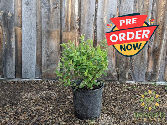 Buy Tundra Haskap Berry an Edible Shrub in Grande Prairie Alberta - Braeheid Gardens Ltd.