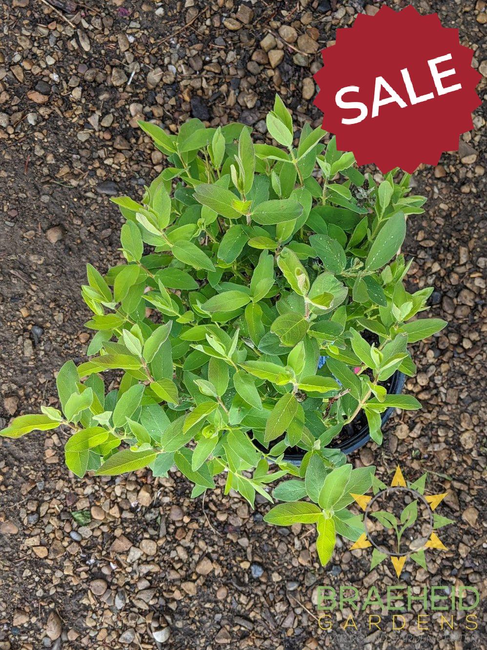 Buy Tundra Haskap Berry an Edible Shrub in Grande Prairie Alberta - Braeheid Gardens Ltd.
