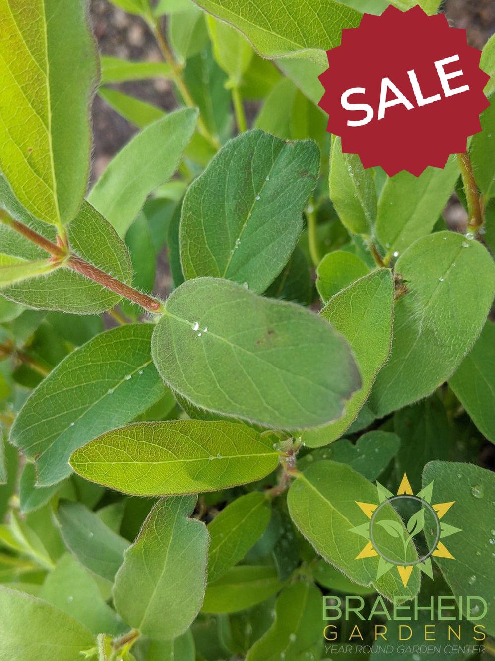Buy Tundra Haskap Berry an Edible Shrub in Grande Prairie Alberta - Braeheid Gardens Ltd.