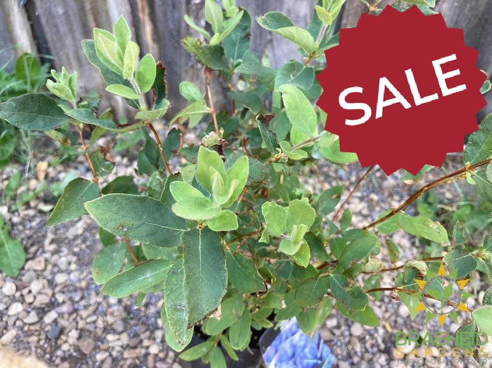 Buy Tundra Haskap Berry an Edible Shrub in Grande Prairie Alberta - Braeheid Gardens Ltd.