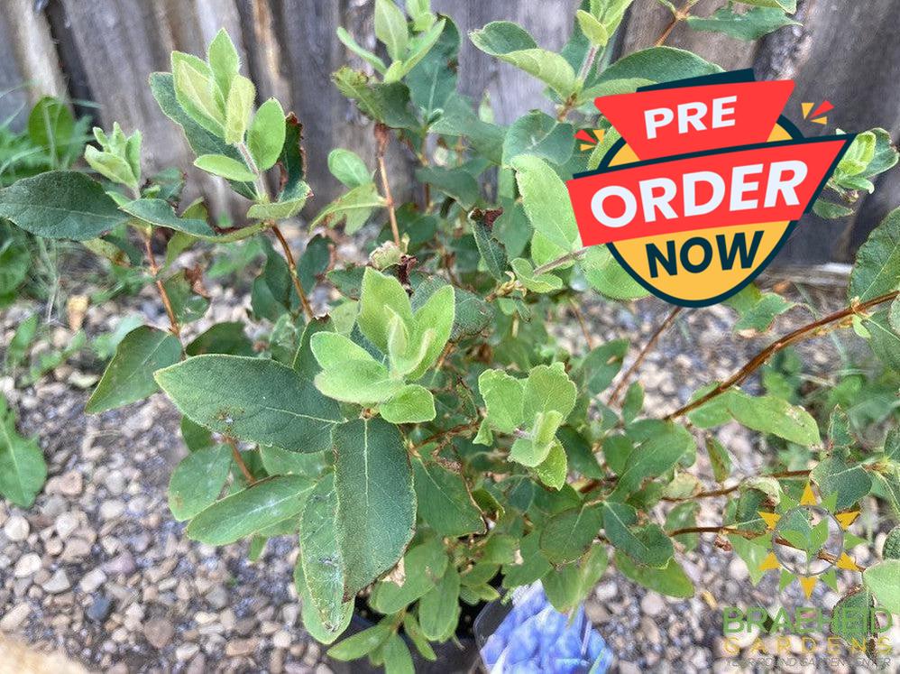 Buy Tundra Haskap Berry an Edible Shrub in Grande Prairie Alberta - Braeheid Gardens Ltd.