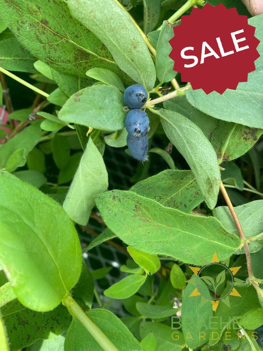 Buy Tundra Haskap Berry an Edible Shrub in Grande Prairie Alberta - Braeheid Gardens Ltd.