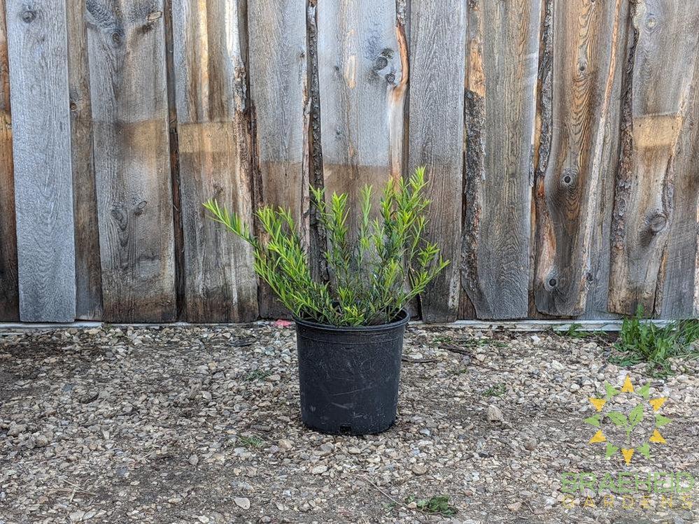 Turkestan Burning Bush