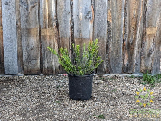 Turkestan Burning Bush