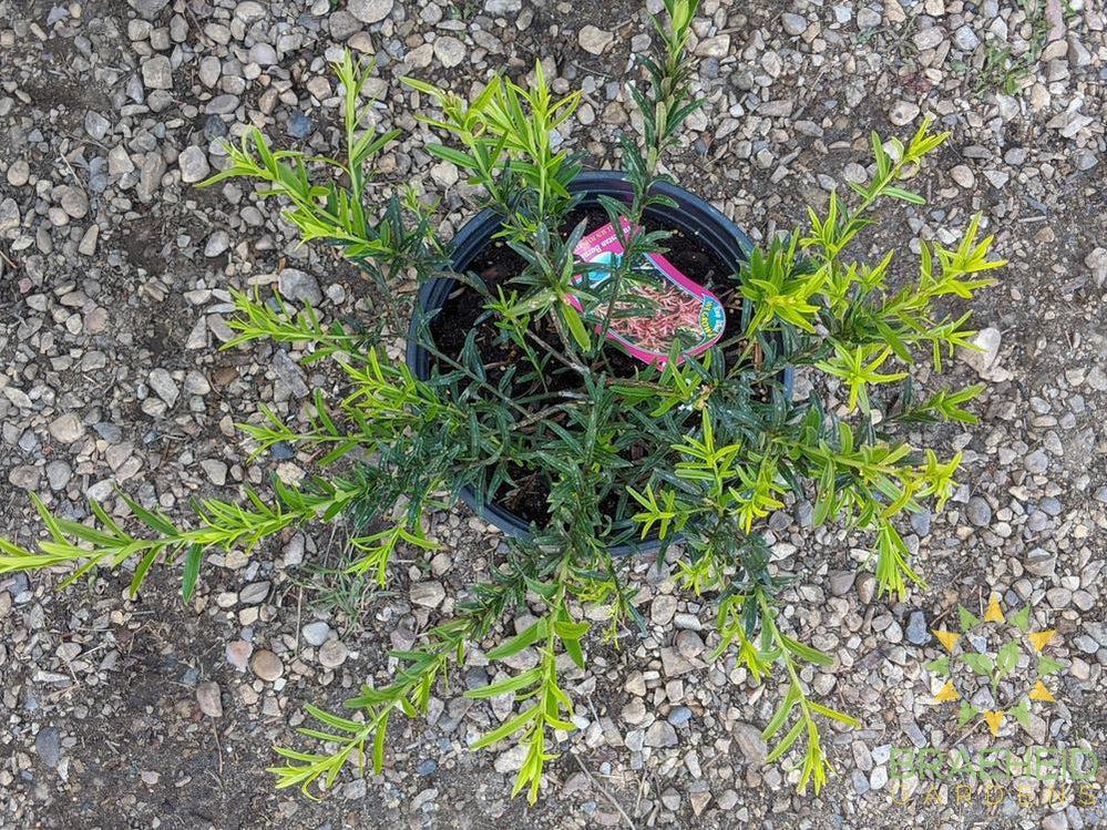 Turkestan Burning Bush