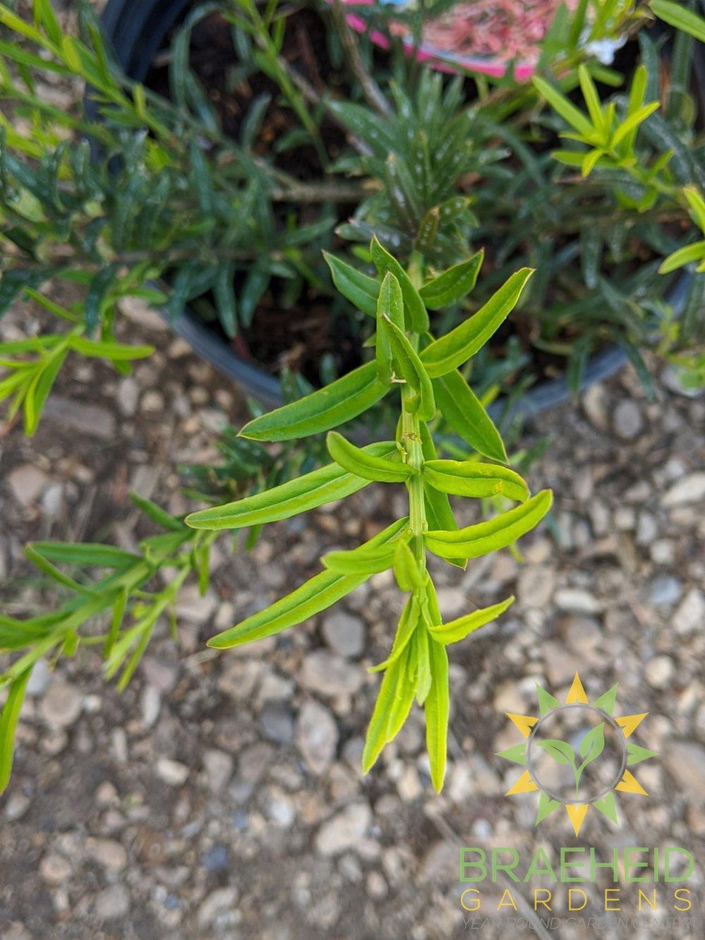 Turkestan Burning Bush