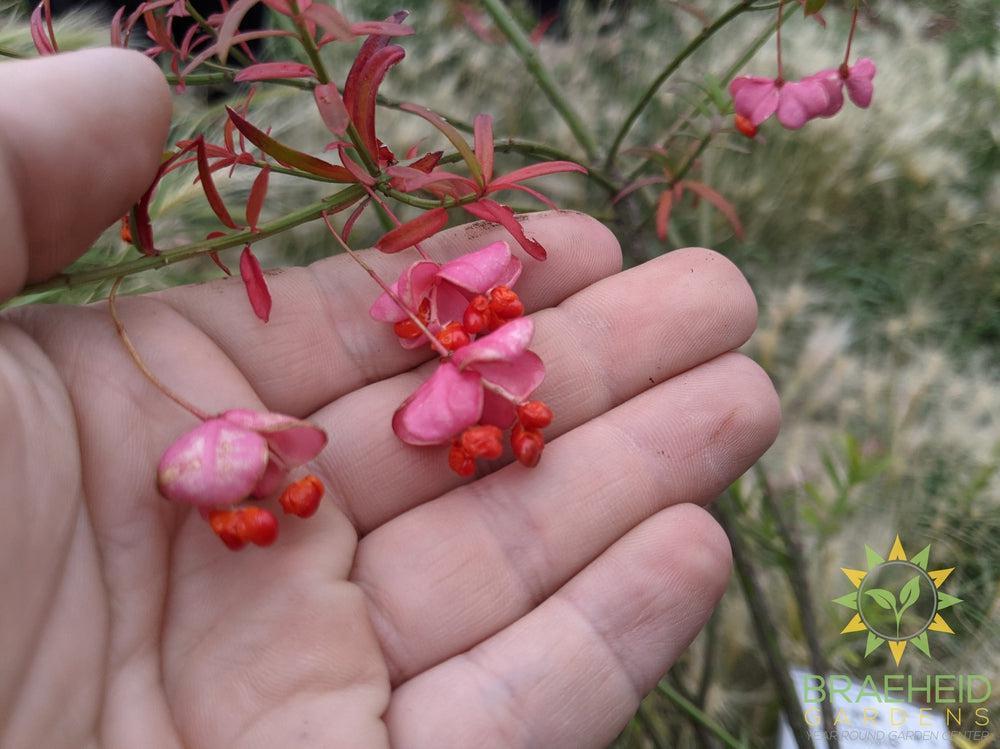 Turkestan Burning Bush