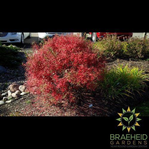 Turkestan Burning Bush