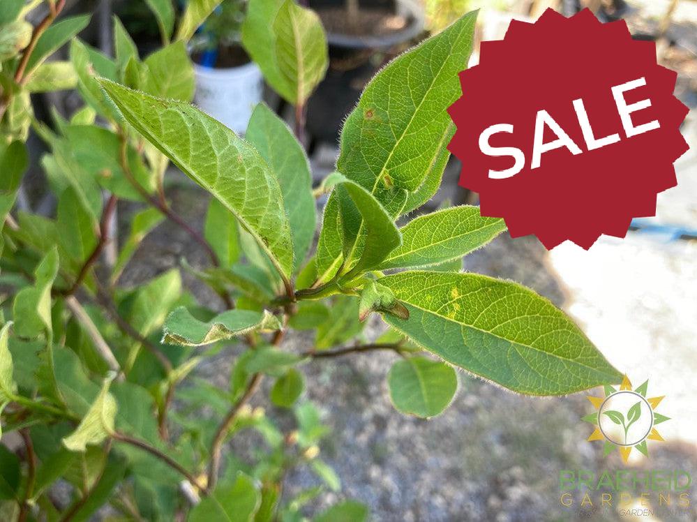 Twin-Bract Honeysuckle