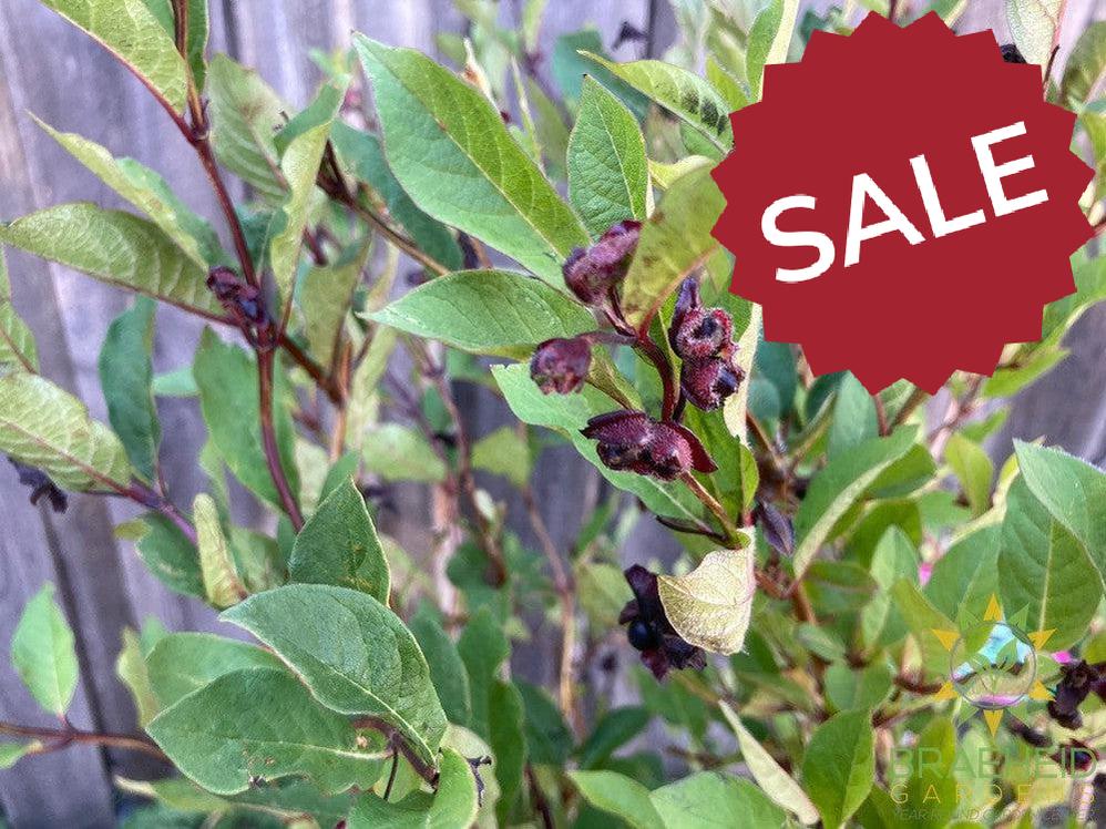 Twin-Bract Honeysuckle