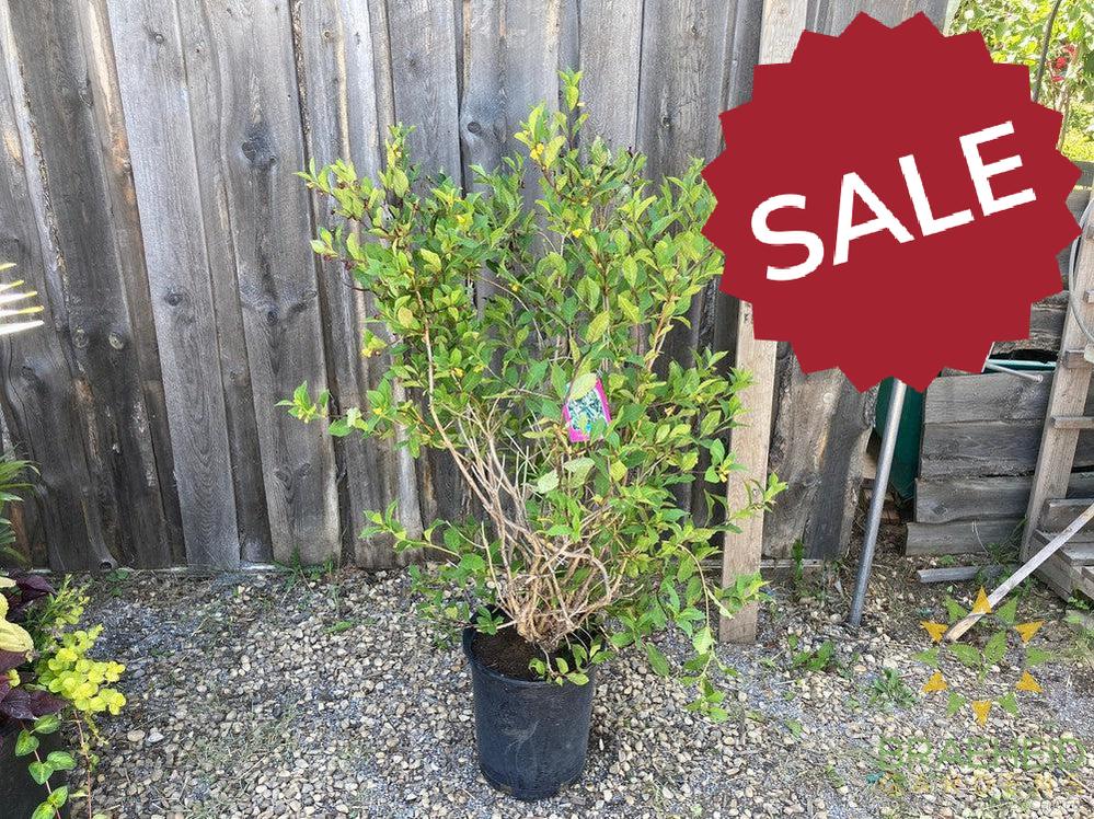 Twin-Bract Honeysuckle