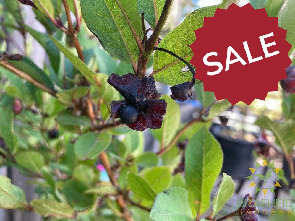 Twin-Bract Honeysuckle