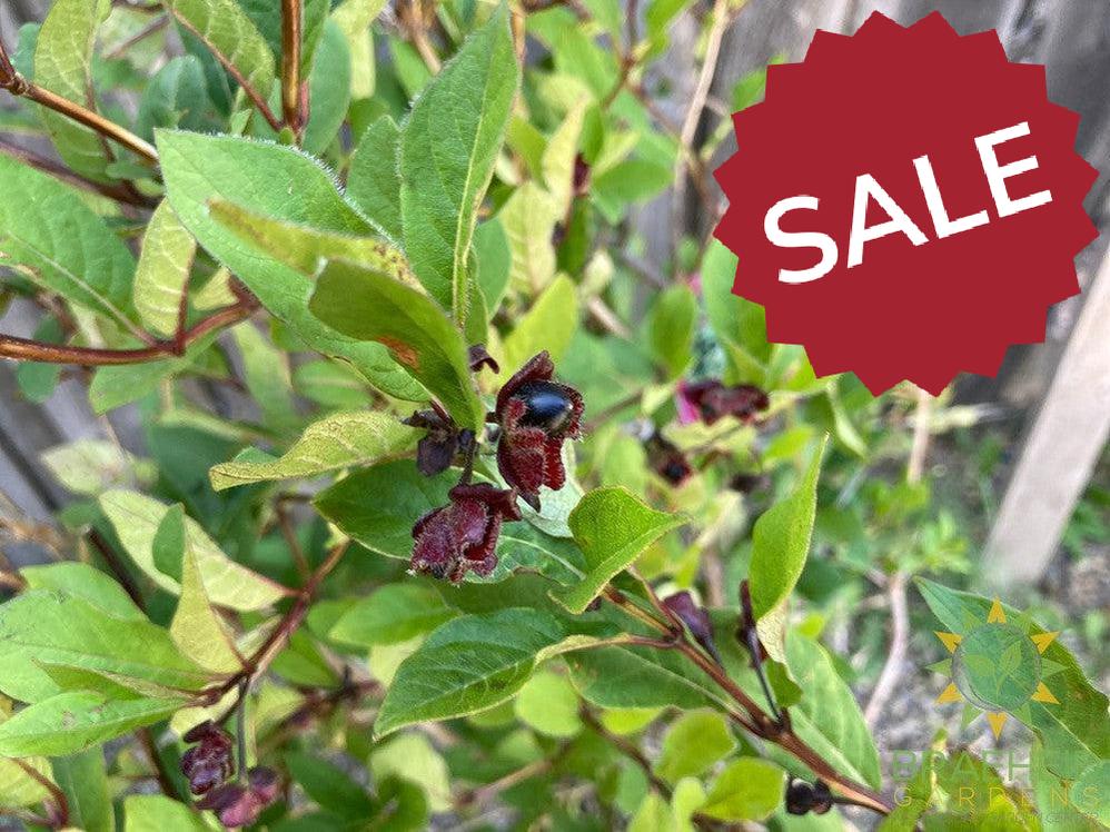 Twin-Bract Honeysuckle