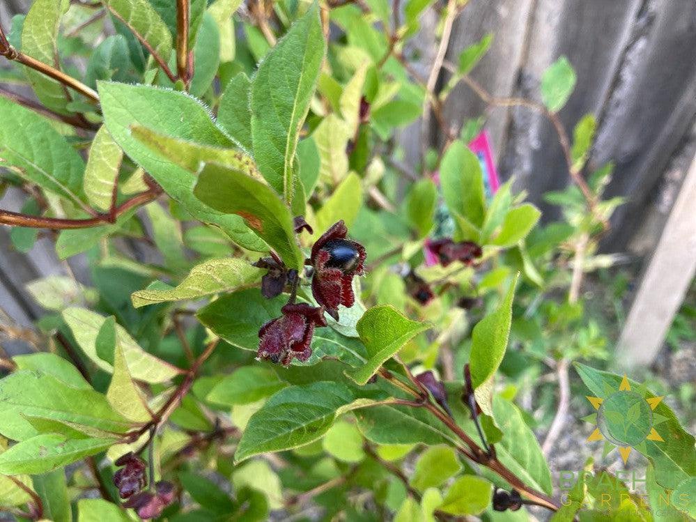 Twin-Bract Honeysuckle