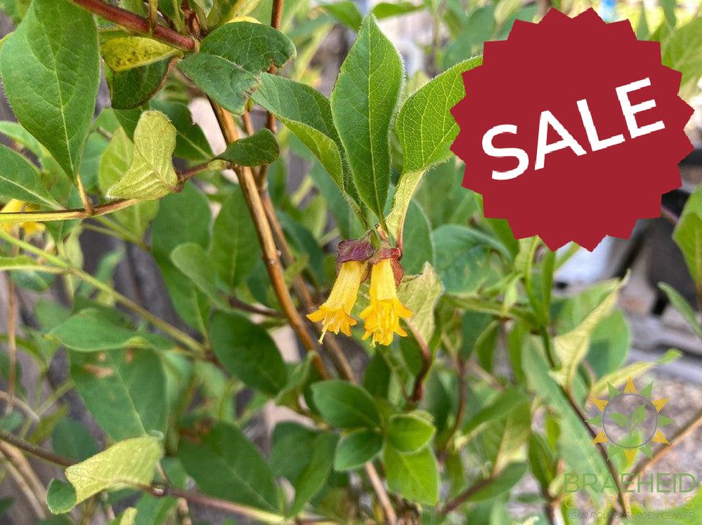 Twin-Bract Honeysuckle