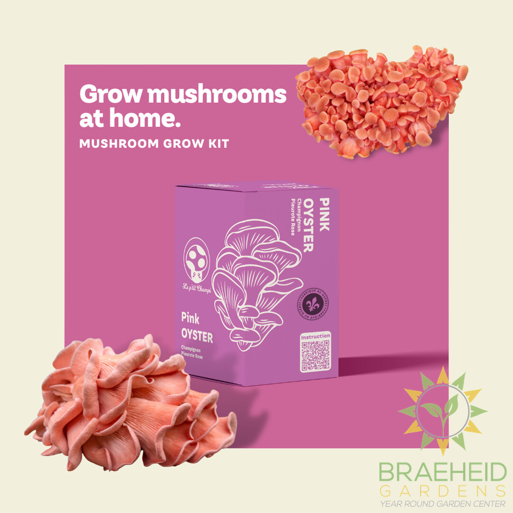 Pink Oyster Mushroom Kit