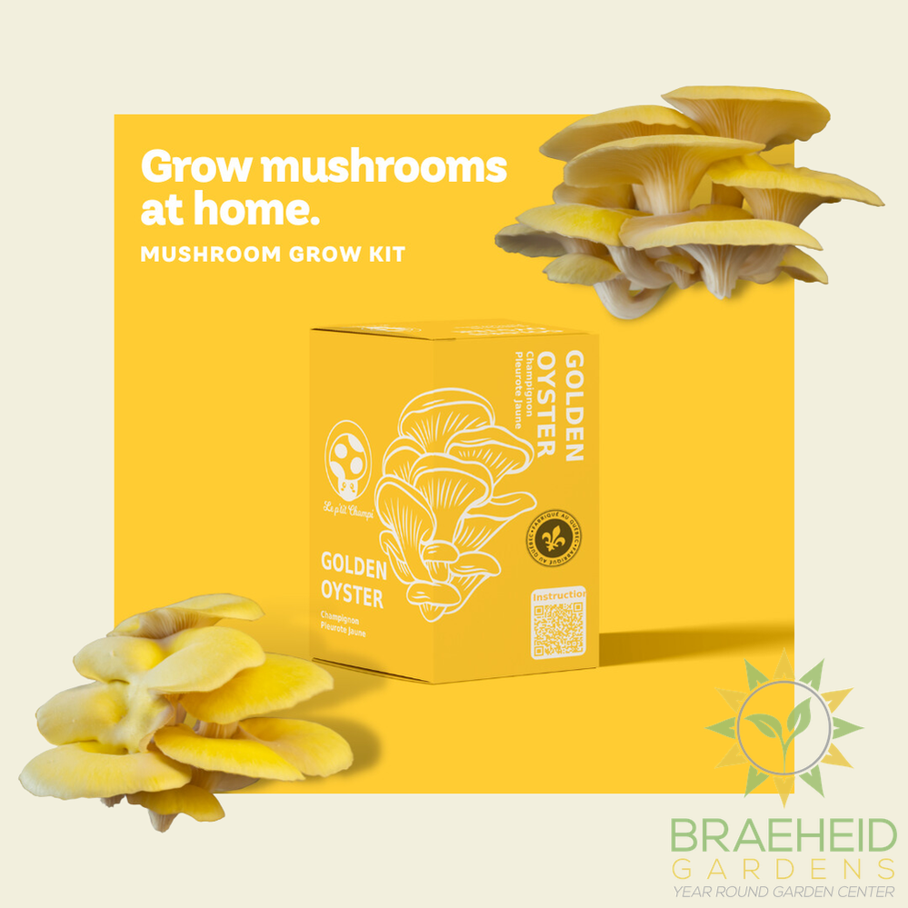 Golden Oyster Mushroom Kit