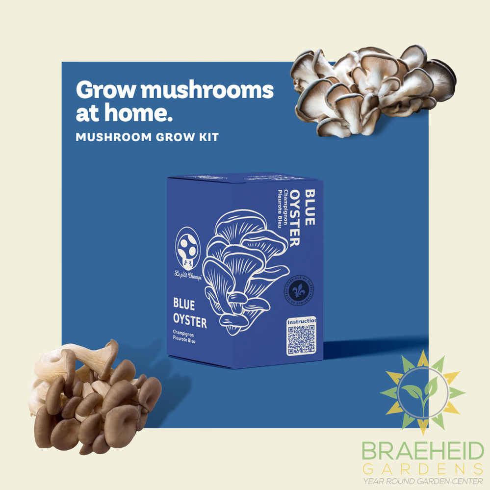 Blue Oyster Mushroom Kit