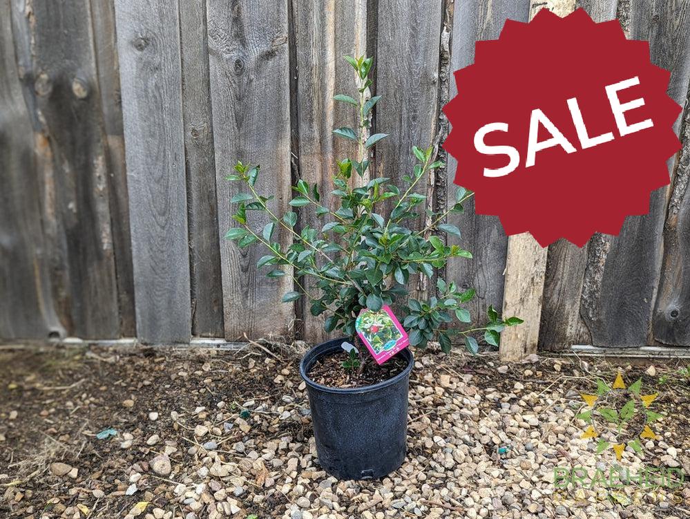Valentine Cherry Shrub