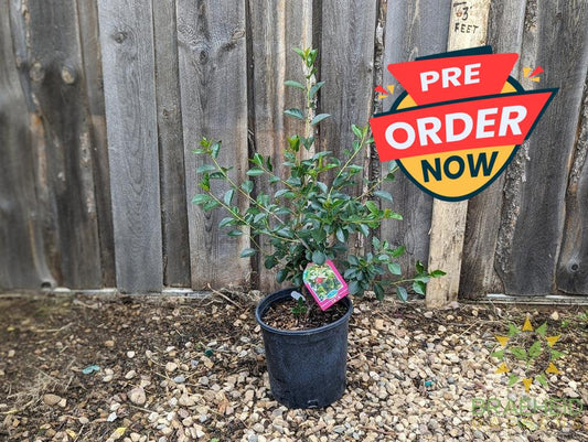 Valentine Cherry Shrub