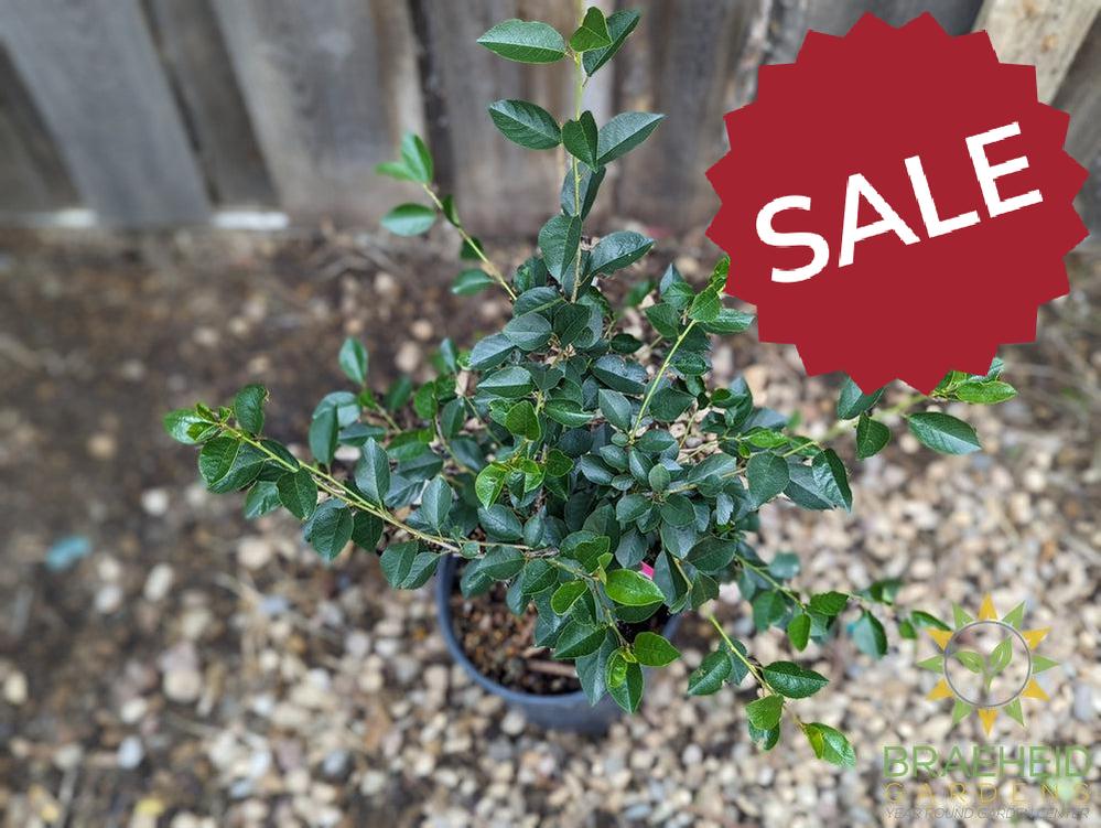 Valentine Cherry Shrub