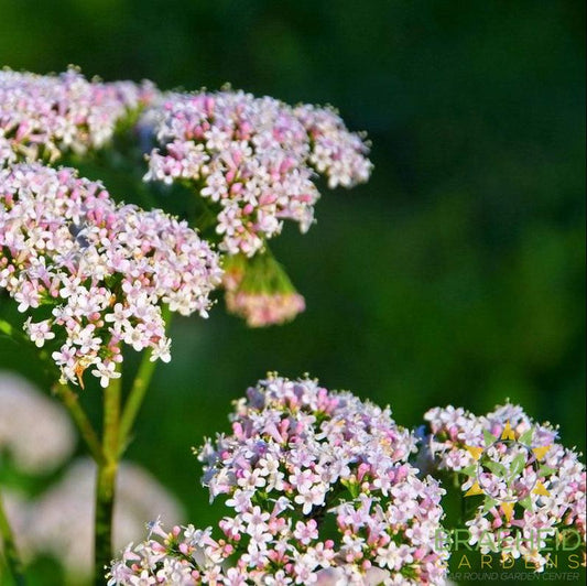 Valerian Rootstock
