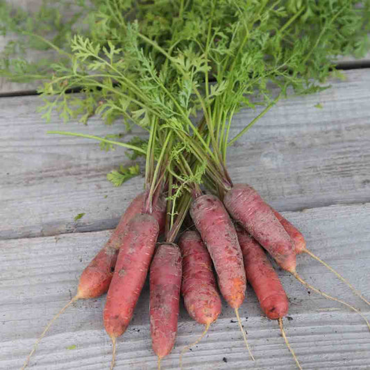 Vampire Carrot (Longue Rouge Sang)