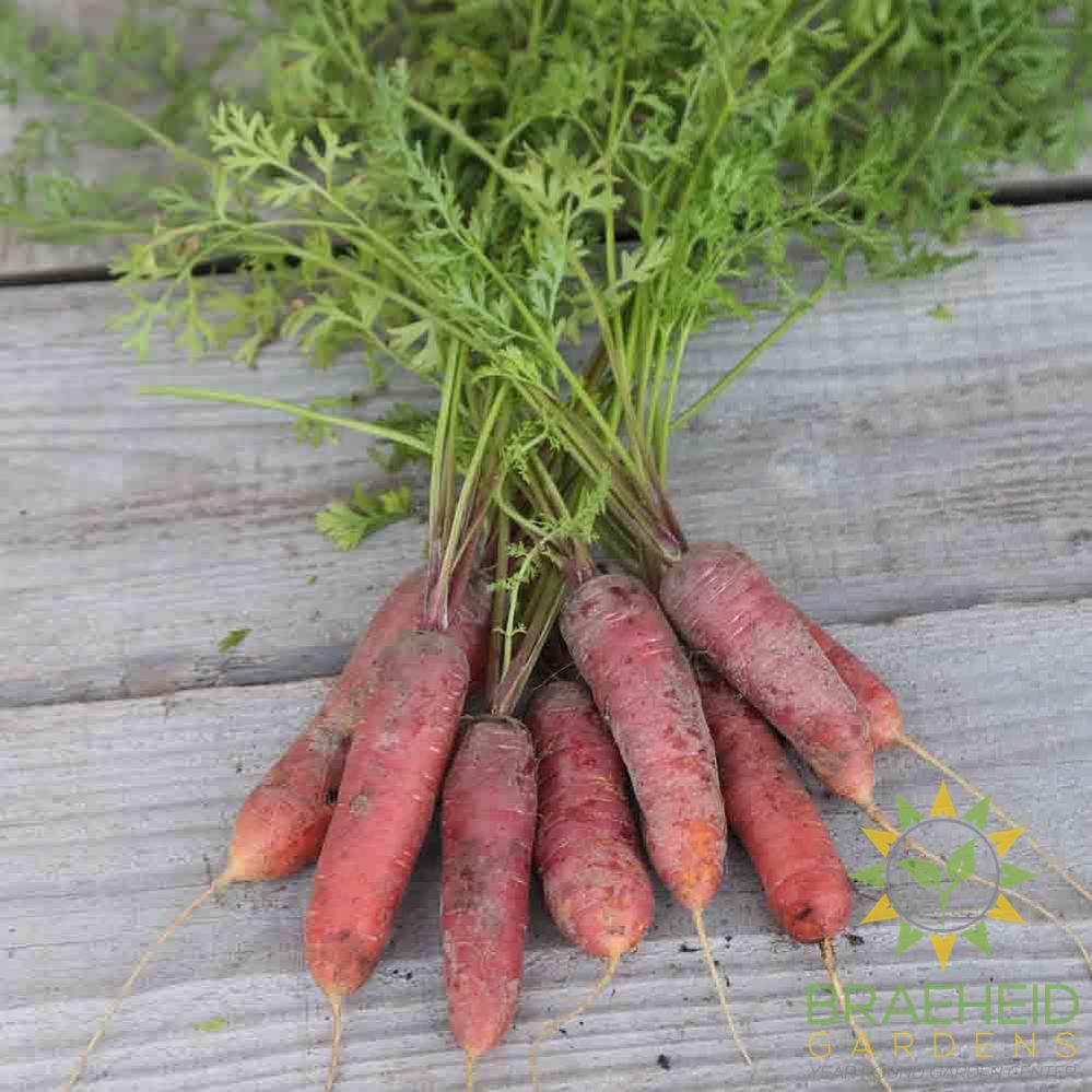 Vampire Carrot (Longue Rouge Sang)